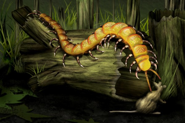Mystic Centipede photoshop picture